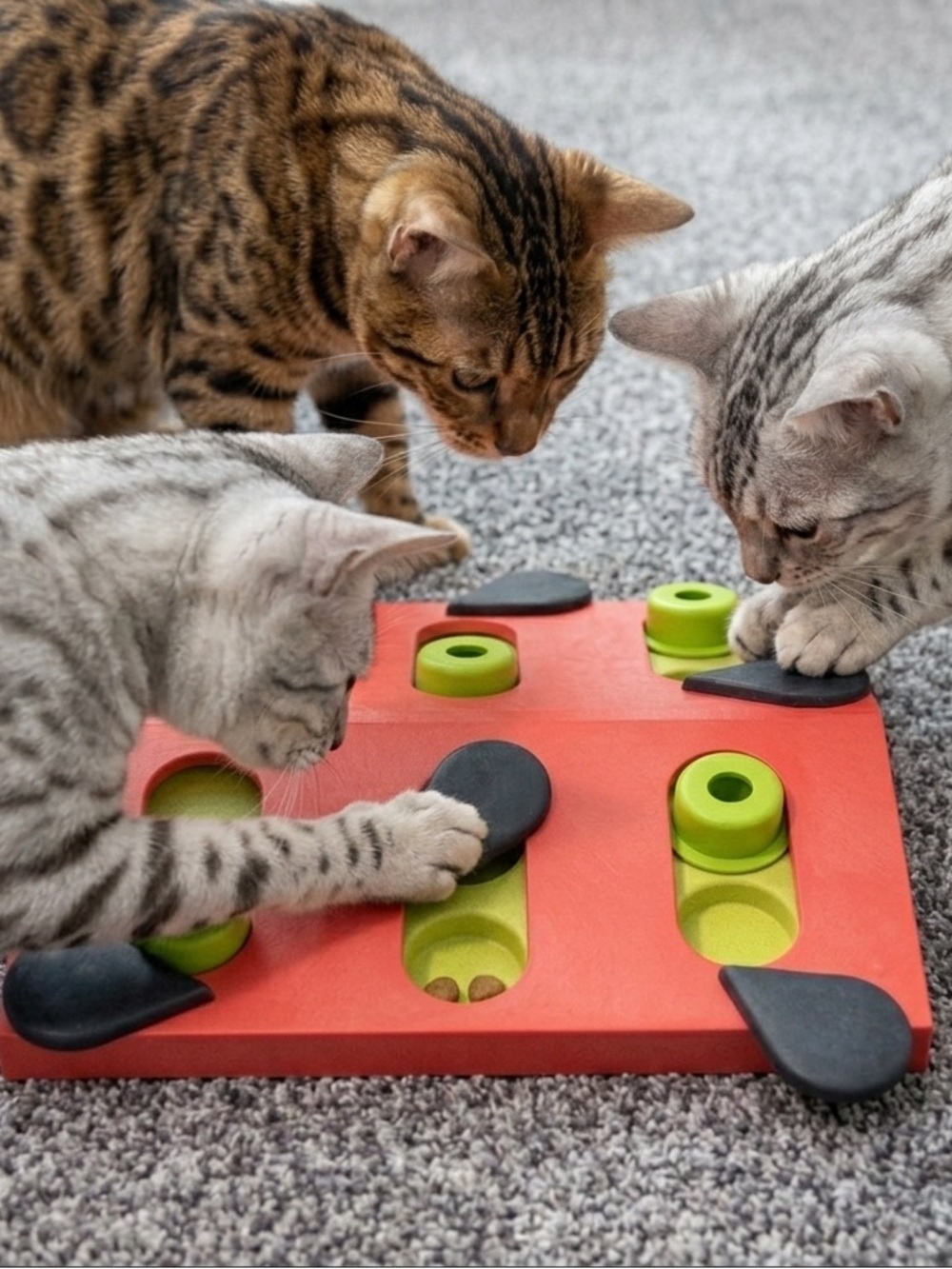 EUC Cat Puzzle & Play Toy for Treats - Picture 10 of 10